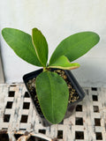 Euphorbia Milii CHOMPO SETHEE Super Giant Crown of Thorns Corona de Cristo