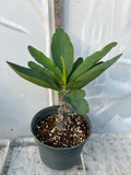Euphorbia Milii HOR SHAR (Red Pompom) Crown of Thorns Corona de Cristo
