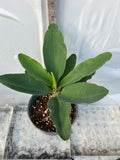 Euphorbia Milii HOR SHAR (Red Pompom) Crown of Thorns Corona de Cristo