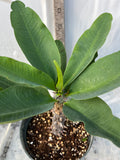 Euphorbia Milii HOR SHAR (Red Pompom) Crown of Thorns Corona de Cristo