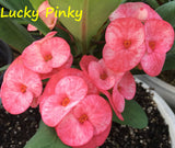 Euphorbia Milii Lucky Pinky Crown of Thorns – Starter Cutting