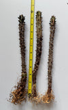 Three spiky Crown of Thorns cuttings, approximately 12 inches in length with visible roots laid vertically next to a yellow measuring tape on a white surface.
