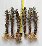 Euphorbia Milii JAN JAO Crown of Thorns  Corona de Cristo Thai Hybrid