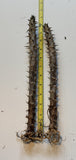 Euphorbia Milii GOLDEN GOBLET Corona de Cristo Crown Of Thorns Cactus/Succulent