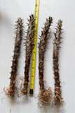 Four spiky brown Crown of Thorns stems with visible roots laid vertically on a white surface next to a yellow measuring tape to show size.