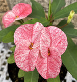 Euphorbia Milii "Cerise" Crown Of Thorns Thai Hybrid Corona de Cristo