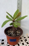 Euphorbia Milii SAFARI SUNSET Crown of Thorns Corona de Cristo Giant Blooms