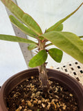 Euphorbia Milii SAFARI SUNSET Crown of Thorns Corona de Cristo Giant Blooms