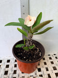 Euphorbia Milii ANGEL ROCK Crown of Thorns Live Plant Corona de Cristo Cactus