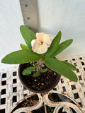 Euphorbia Milii ANGEL ROCK Crown of Thorns Live Plant Corona de Cristo Cactus