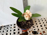 Euphorbia Milii ANGEL ROCK Crown of Thorns Live Plant Corona de Cristo Cactus
