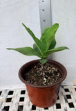 Euphorbia Milii ATHENA Crown of Thorns (Sap Chao Sua) Corona de Cristo Cactus & Succulents