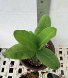 Euphorbia Milii ATHENA Crown of Thorns (Sap Chao Sua) Corona de Cristo Cactus & Succulents