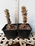 Euphorbia Milii Crown of Thorns "Mon Rak" Coronas de Cristo Thai Hybrid