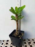 Euphorbia Milii EUPHORBIA ROSES Crown of Thorns Thai Hybrid