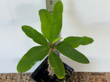 Euphorbia Milii FLAME of the FOREST Corona de Cristo Tropicals Succulents