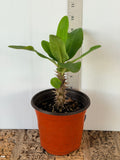 A potted Euphorbia plant with green leaves and a spiky stem, in a terracotta-colored plastic pot, standing in front of a white wall with a ruler for height reference.