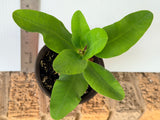 Euphorbia Milii BELLA Crown of Thorns Corona De Cristo Thai Hybrid