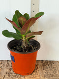 A potted Crown of Thorns plant with green and reddish-brown leaves in an orange plastic nursery pot, standing on a wooden surface against a white wall with a ruler behind it for scale.