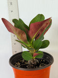Euphorbia Milii Charoen Lap Crown of Thorns  Corona de Cristo