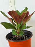 Euphorbia Milii Charoen Lap Crown of Thorns  Corona de Cristo