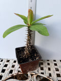 Rare “Pink Elegance” Large Bloom Crown of Thorns — New Thai Hybrid Euphorbia Milii