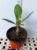 Euphorbia Milii POHN CHOKCHAI Crown of Thorns Corona De Cristo Cactus Thai Hybrid