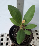 Euphorbia Milii POHN CHOKCHAI Crown of Thorns Corona De Cristo Cactus Thai Hybrid
