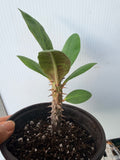 Euphorbia Milii POHN CHOKCHAI Crown of Thorns Corona De Cristo Cactus Thai Hybrid