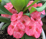 Euphorbia Milii Lucky Pinky Crown of Thorns – Starter Cutting