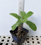 Euphorbia Milii ENDLESS LOVE Crown of Thorns Corona de Cristo Thai Hybrid