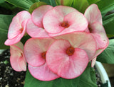 Euphorbia Milii Lucky Pinky Crown of Thorns – Starter Cutting