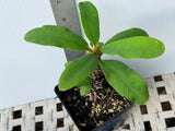 Euphorbia Milii ENDLESS LOVE Crown of Thorns Corona de Cristo Thai Hybrid