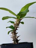 Euphorbia Milii ENDLESS LOVE Crown of Thorns Corona de Cristo Thai Hybrid