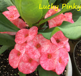 Euphorbia Milii Lucky Pinky Crown of Thorns – Starter Cutting