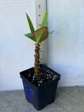 Euphorbia Milii BEAUTY QUEEN Crown Of Thorns Plant Corona de Cristo Succulents