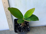 Euphorbia Milii BEAUTY QUEEN Crown Of Thorns Plant Corona de Cristo Succulents