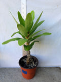 Euphorbia Milii ANGEL FACE Crown of Thorns Corona De Cristo Cactus Thai Hybrid