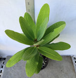 Euphorbia Milii ANGEL FACE Crown of Thorns Corona De Cristo Cactus Thai Hybrid