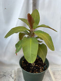 Euphorbia Milii SIMPATICA ORANGE Crown Of Thorns Plant Corona de Cristo Succulents