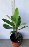Euphorbia Milii SETHEE KOHN CAEN Crown of Thorns Corona de Cristo Giant Flowers