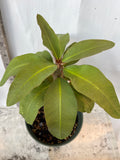 Euphorbia Milii SIMPATICA ORANGE Crown Of Thorns Plant Corona de Cristo Succulents