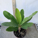 Euphorbia Milii SETHEE KOHN CAEN Crown of Thorns Corona de Cristo Giant Flowers