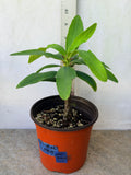 Euphorbia Milii BLESSING Crown Of Thorns  Corona de Cristo Cactus Succulents Tropicals