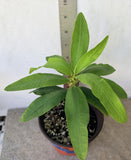 Euphorbia Milii BLESSING Crown Of Thorns  Corona de Cristo Cactus Succulents Tropicals