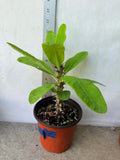 Euphorbia Milii SIAM WHITE Crown of Thorns Corona de Cristo Thai Hybrid