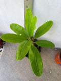 Euphorbia Milii SIAM WHITE Crown of Thorns Corona de Cristo Thai Hybrid