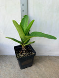 Euphorbia Milii CHAKIRO Crown of Thorns Coronas de Cristo Cactus/Succulents