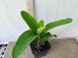 Euphorbia Milii CHAKIRO Crown of Thorns Coronas de Cristo Cactus/Succulents