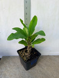 Euphorbia Milii RUAY CHANGLOEI Crown of Thorns Corona de Cristo Succulent